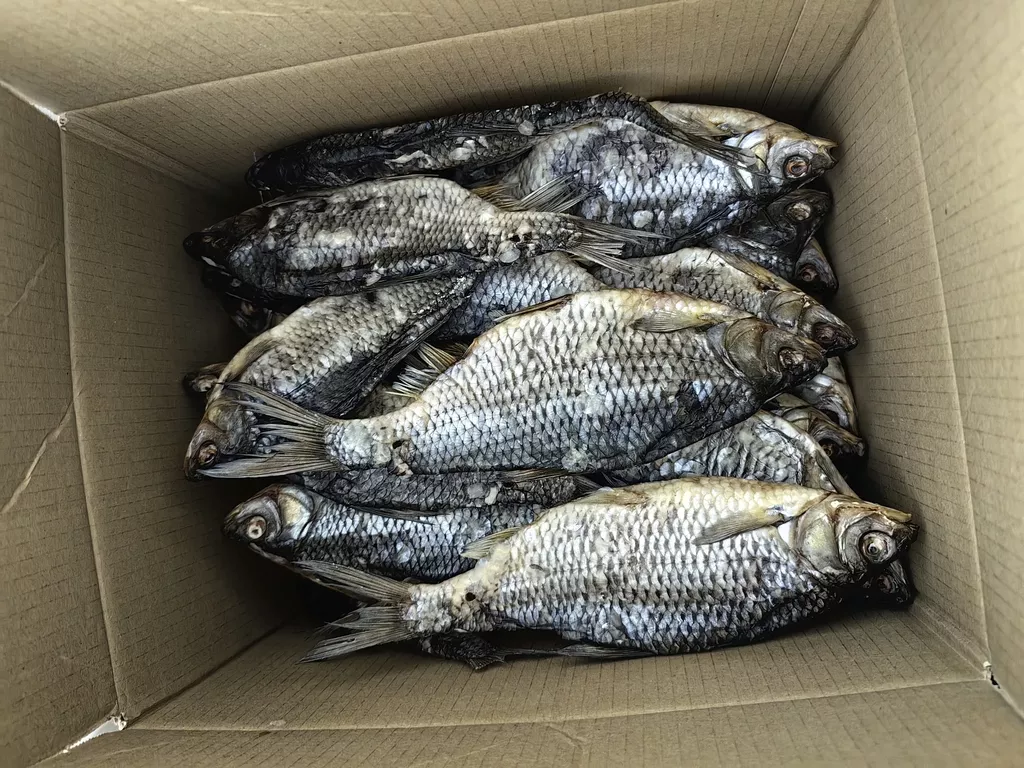 рыба из рыбинского водохранилища  в Весьегонске 2